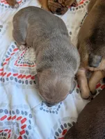 asper, a female Cane Corso for sale in Phelan, CA – Photo 2 of 2