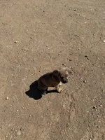 asper, a female Cane Corso for sale in Phelan, CA – 4 of 5