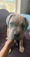 asper, a female Cane Corso for sale in Phelan, CA – 5 of 5