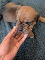 Rex, a male Cane Corso for sale in Phelan, CA – Photo 1 of 2