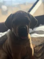 Alice, a  Cane Corso for sale in Phelan, CA – 3 of 4