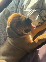 Dexter, a male Cane Corso for sale in Phelan, CA – 2 of 4