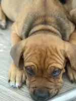 Baxter, a male Cane Corso for sale in Phelan, CA – 3 of 4