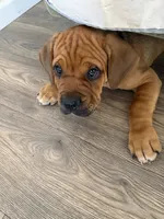Baxter, a male Cane Corso for sale in Phelan, CA – 1 of 4