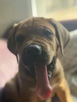 Dexter, a male Cane Corso for sale in Phelan, CA – 3 of 4