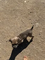 asper, a female Cane Corso for sale in Phelan, CA – 3 of 5