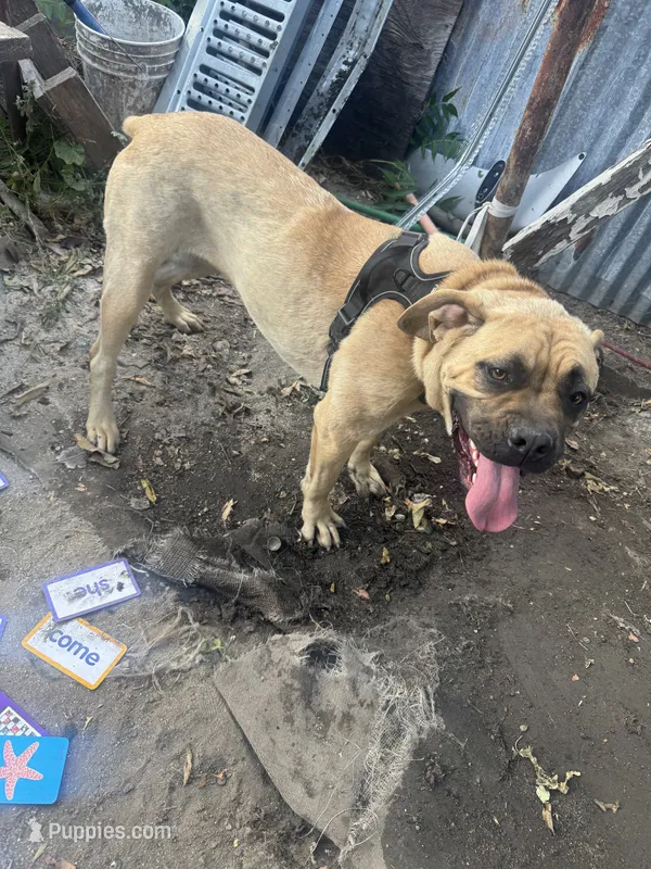 AKC girl Corso – Cane Corso puppy for sale in Phelan, CA