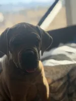 Alice, a  Cane Corso for sale in Phelan, CA – 2 of 4