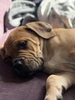 Denver, a male Cane Corso for sale in Phelan, CA – 2 of 4