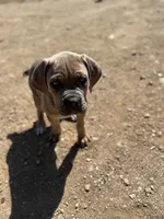 asper, a female Cane Corso for sale in Phelan, CA – 2 of 5