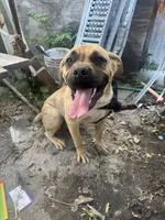 AKC girl Corso, a female Cane Corso for sale in Phelan, CA – 2 of 2