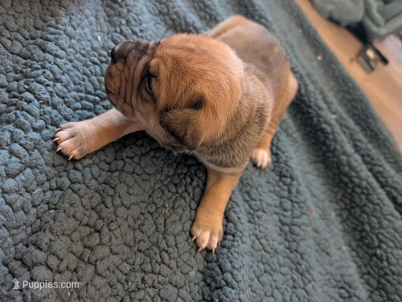 Dexter – Cane Corso puppy for sale in Phelan, CA