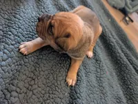 Dexter, a male Cane Corso for sale in Phelan, CA – Photo 1 of 2