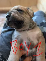 Dexter, a male Cane Corso for sale in Phelan, CA – Photo 2 of 2