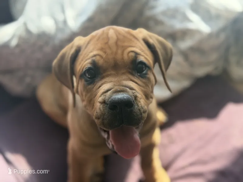 Alice – Cane Corso puppy for sale in Phelan, CA