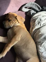 Denver, a male Cane Corso for sale in Phelan, CA – 3 of 4