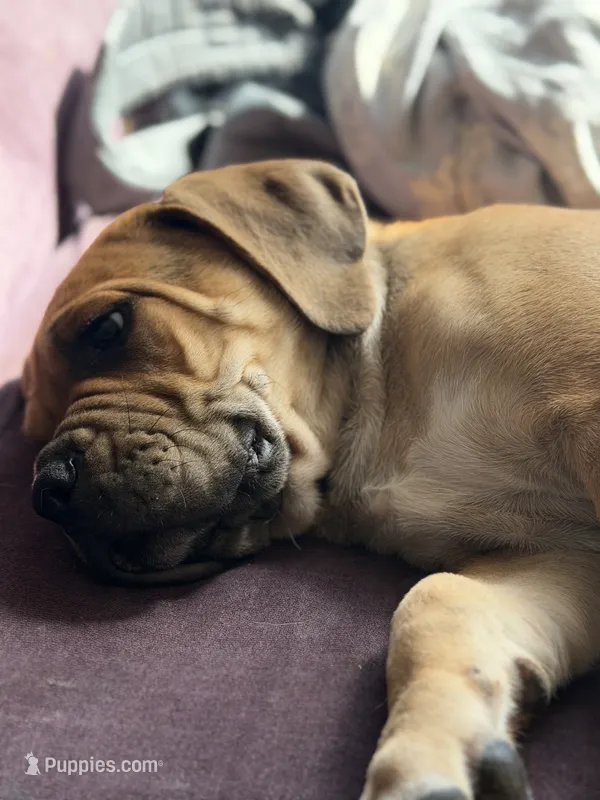 Denver – Cane Corso puppy for sale in Phelan, CA