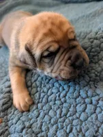 Denver, a male Cane Corso for sale in Phelan, CA – Photo 2 of 3