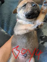 Denver, a male Cane Corso for sale in Phelan, CA – Photo 3 of 3