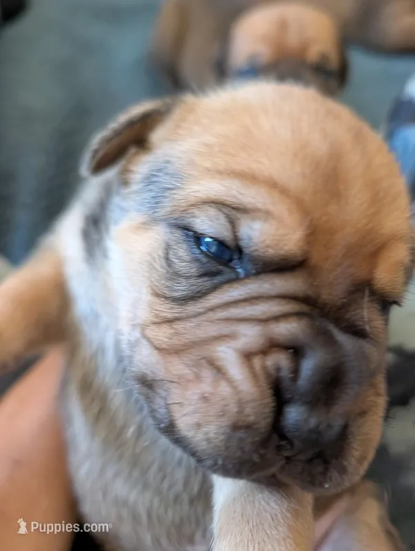 Denver – Cane Corso puppy for sale in Phelan, CA