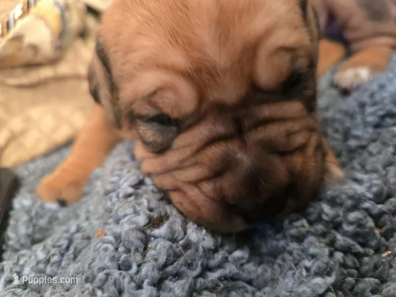 Jenny – Cane Corso puppy for sale in Phelan, CA