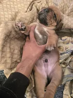 Jenny, a female Cane Corso for sale in Phelan, CA – Photo 2 of 3