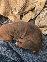 Jenny, a female Cane Corso for sale in Phelan, CA – Photo 3 of 3