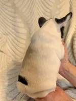 Daisy, a female French Bulldog for sale in Sevierville, TN – 6 of 10
