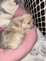 Oliver, a male French Bulldog for sale in Sevierville, TN – 6 of 7
