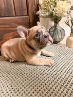 River, a male French Bulldog for sale in Sevierville, TN – 1 of 10