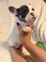 Daisy, a female French Bulldog for sale in Sevierville, TN – 7 of 10