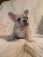 Oliver, a male French Bulldog for sale in Sevierville, TN – 2 of 7