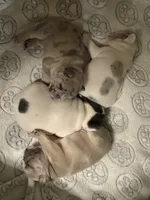 River, a male French Bulldog for sale in Sevierville, TN – 7 of 9