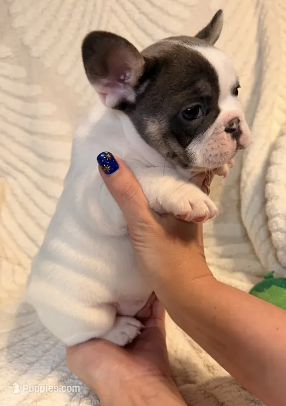 Daisy – French Bulldog puppy for sale in Sevierville, TN