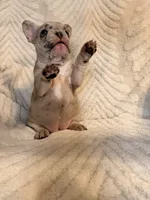 Violet, a female French Bulldog for sale in Sevierville, TN – 7 of 10