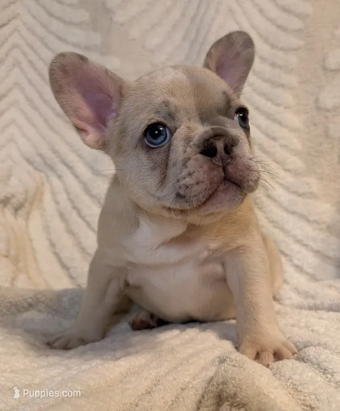Oliver – French Bulldog puppy for sale in Sevierville, TN