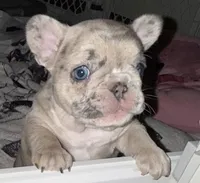Violet, a female French Bulldog for sale in Sevierville, TN – 3 of 10