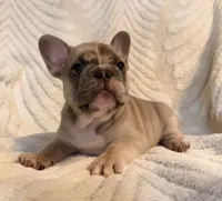 River, a male French Bulldog for sale in Sevierville, TN – 1 of 9