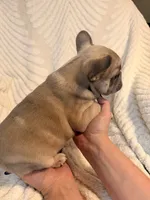 River, a male French Bulldog for sale in Sevierville, TN – 8 of 9