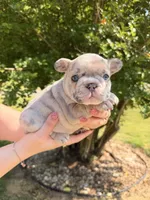 Violet, a female French Bulldog for sale in Sevierville, TN – 8 of 10