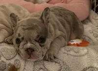 Violet, a female French Bulldog for sale in Sevierville, TN – 5 of 10