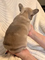 River, a male French Bulldog for sale in Sevierville, TN – 6 of 9