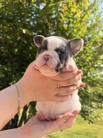 Daisy, a female French Bulldog for sale in Sevierville, TN – 4 of 10