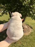 Oliver, a male French Bulldog for sale in Sevierville, TN – 7 of 7