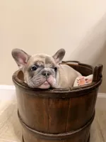 River, a male French Bulldog for sale in Sevierville, TN – 2 of 10