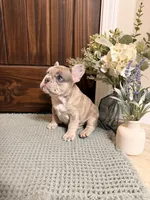 Violet, a female French Bulldog for sale in Sevierville, TN – 2 of 10
