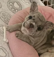 Violet, a female French Bulldog for sale in Sevierville, TN – 2 of 10