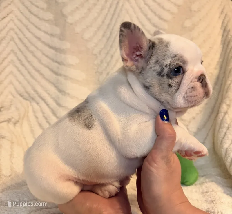 Rosie – French Bulldog puppy for sale in Sevierville, TN