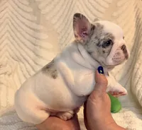Rosie, a female French Bulldog for sale in Sevierville, TN – 1 of 7