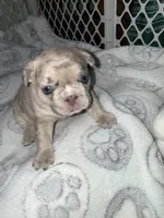 Violet, a female French Bulldog for sale in Sevierville, TN – 10 of 10